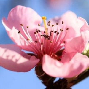 关于桃花的优美句子摘抄,桃花好词好句摘抄赏析？