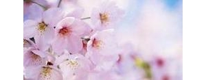 描写樱花的短句优美,形容樱花的句子唯美短句？