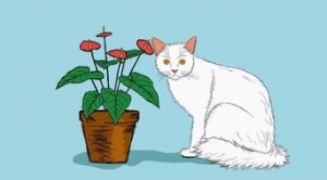 狼道里的句子,狼道里的好词好句？