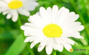 描述菊的句子,描写白菊花的句子和段落？