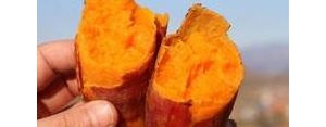 形容地瓜的句子,形容地瓜好吃的语句？