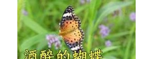 醉蝶短句,写酒醉的蝴蝶的句子？