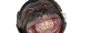 胡闹的短语,monkey是一个什么梗？
