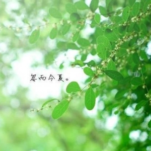 夏天夜里的句子,夏天晚上,风儿吹动树叶,用古诗词怎样形容？ ...
