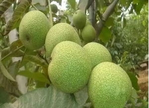 核桃树的句子怎么写?形容核桃鲜的句子？