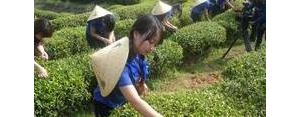 描写春天茶园的句子,踏春茶园优美句子？