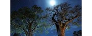 写夜晚景色的句子,赞夜晚美景的句子？