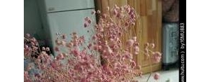 干花的短句,赞美干花的句子？