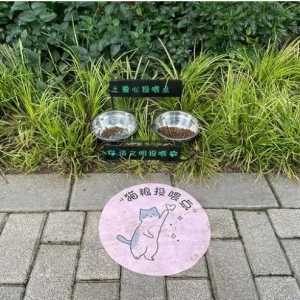 流浪猫投喂点堪比热门景区是怎么回事？