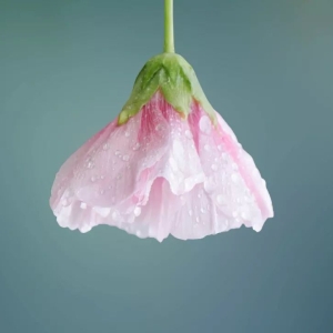 掬水月在手，弄花香满衣：50句超唯美的宝藏短句，看一眼就爱上