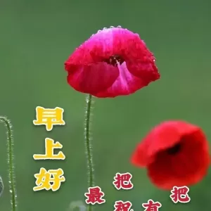 给你一声问候，愿能带给你无数好运，幸福万年，早安