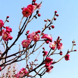 春花不如你（诗词十首）
