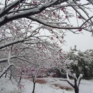 你那里也下雪了吗？十首绝美诗词，共赏桃花与飞雪