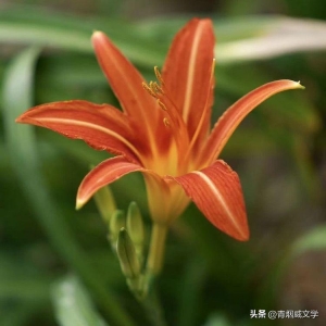 春色满园 欣悦情吟（诗词十二首）