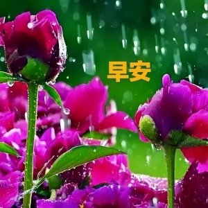 免打字经典温馨问候祝福短语精选，清晨唯美漂亮祝福图文短句