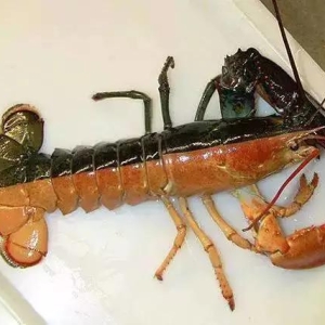动物界23种外形奇特，颜色诡异的生物，现实中竟然都是真实存在的