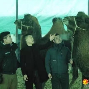 民族团结一家亲丨“骆驼三兄弟”一杯驼奶结缘创业路 “骆驼三兄弟”的故事