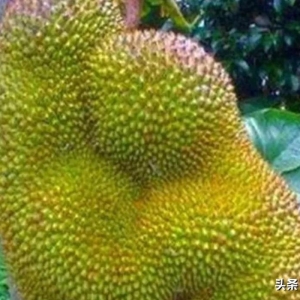 世界之大 无奇不有 奇闻趣图 奇形怪状的花你见过吗 大自然赠予我们的