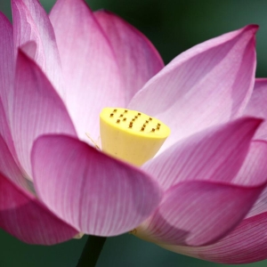 春节廉政短信集锦