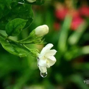 人生如花，淡者香！（经典美文）