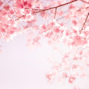 朋友圈文案100句【十】樱花
