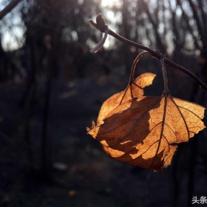 心若唯美，岁月沉香（经典美文）