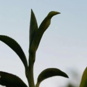爱茶人的朋友圈怎么发？这20条茶文案也许能带给你一些启发