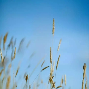 诗词丨这些小诗，很短，却很美