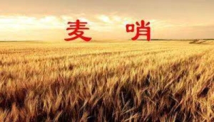 你听，夏日那些虫鸟的鸣唱