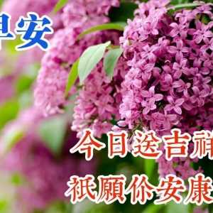 给朋友早上好吉祥祝福语 表情祝福语录经典 今日送吉祥，只愿你安康