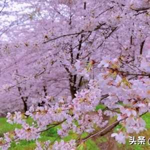 情感故事：记忆中的邂逅