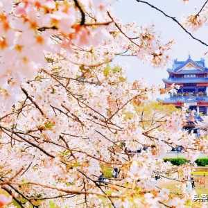 唯美春日赏花文案，发朋友圈很高级
