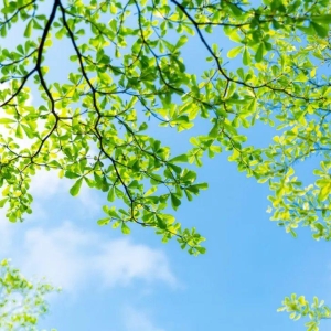 10首温柔夏日诗词，荷花香，瓜清凉，遇见夏日好风光