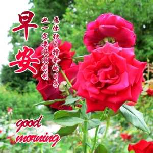 知心亲人朋友的祝福早上好图片 早晨好温暖问候祝福图片分享