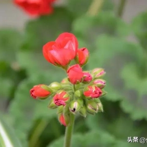 春意 优美段落摘抄(66)