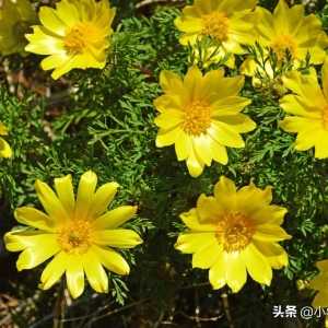 写植物作文的优秀段落集锦，让孩子写作妙笔生花