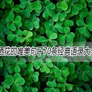 朋友圈晒花的唯美句子70条经典语录大全