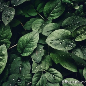 30句人间绝美诗词，美到心醉