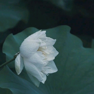 散文：时光静好，保持一份热爱，发现一切美好