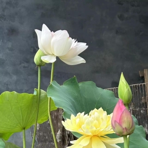 为高考写诗