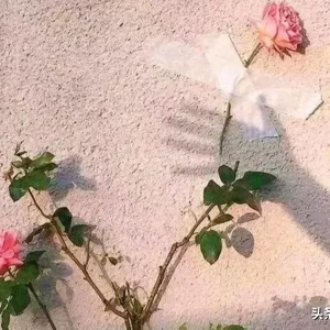 值得摘抄的唯美语句