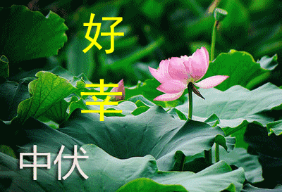 今日中伏，唯美祝福图片
