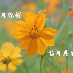 七月再见八月你好唯美祝福文案配图