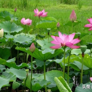 不同诗人笔下的夏天，哪一句惊艳了你