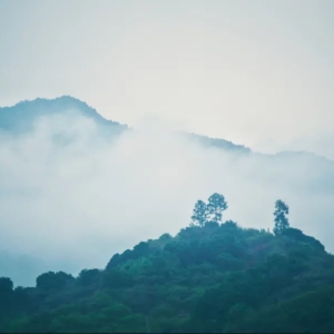 花开花落自有时，缘深缘浅且随风