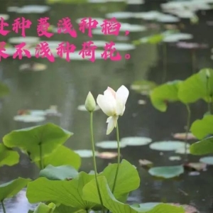 66名诗词名家66首“荷花”诗词；“不蔓不枝，香远益清”。