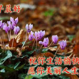 早上好朋友，特别可爱漂亮的早上好温暖问候语