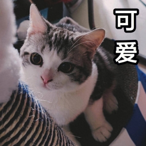 笑话十条：昨天晚饭时，儿子跟我们说有女朋友了，女孩非常喜欢他