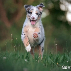最新幽默笑话：《 骗子 》