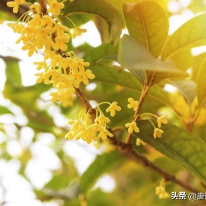 桂花开了，染教世界都香